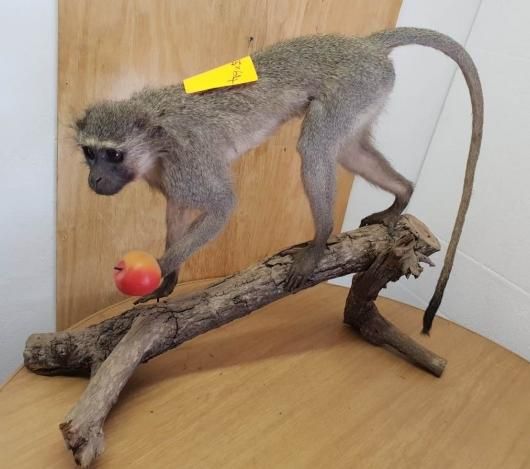 ベルベットモンキー 全身剥製（台座付） - 頭骨・骨格標本・剥製販売