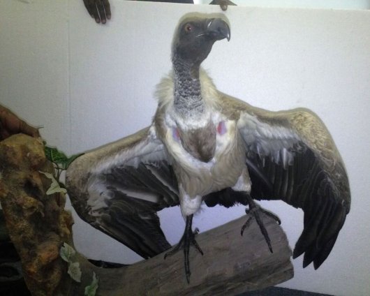 ケープハゲワシ（Cape Vulture） 全身剥製 ※台座付 - 頭骨・骨格標本