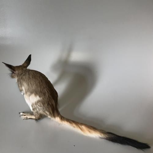 トビウサギ（Springhare）全身剥製 - 頭骨・骨格標本・剥製販売