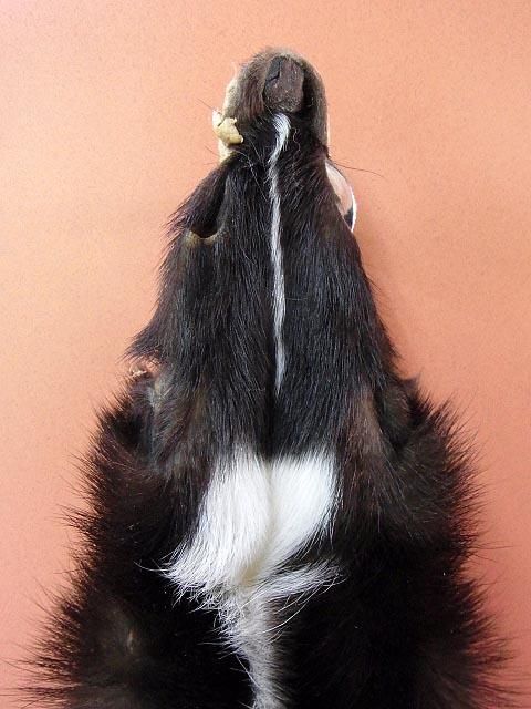 ☆即納☆ シマスカンクの毛皮 - 頭骨・骨格標本・剥製販売