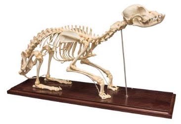 本物！イヌの全身骨格標本（小） - 頭骨・骨格標本・剥製販売　【Core-Box】