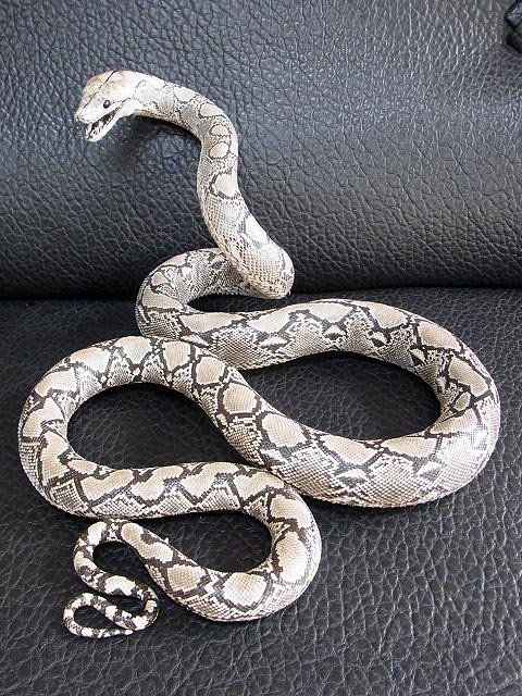 M様専用】 ニシキヘビ（Python）の剥製☆置式タイプ - 頭骨・骨格標本
