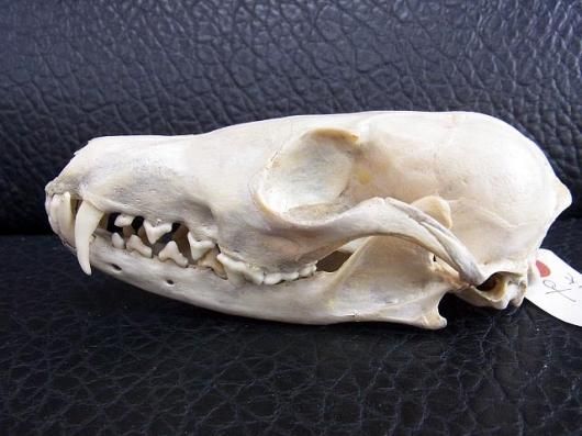 動物の骨及び牙 61PY7tUkcUL._UF350,350_QL50_.jpg