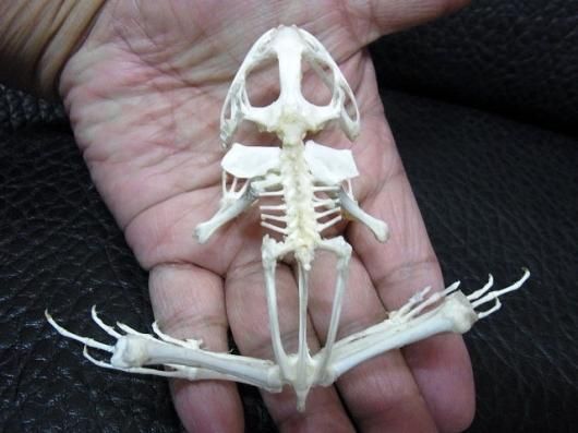 即納 お勧め！☆インドネシア ヌマガエルの骨格標本 - 頭骨・骨格標本