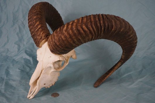 ムフロン（Mouflon）スカルホーン - 頭骨・骨格標本・剥製販売 【Core 