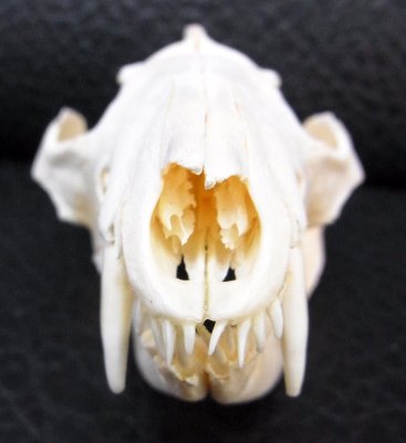 即納☆ オポッサム （英名：Opossum） の頭骨 - 頭骨・骨格標本・剥製 