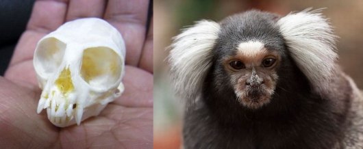 ☆即納！☆レア！☆コモンマーモセット（Common marmoset）頭骨☆A - 頭骨・骨格標本・剥製販売 【Core-Box】