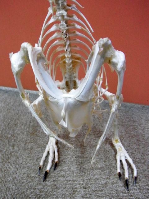 ☆即納☆再入荷！マゼランペンギン 全身骨格標本 D - 頭骨・骨格標本