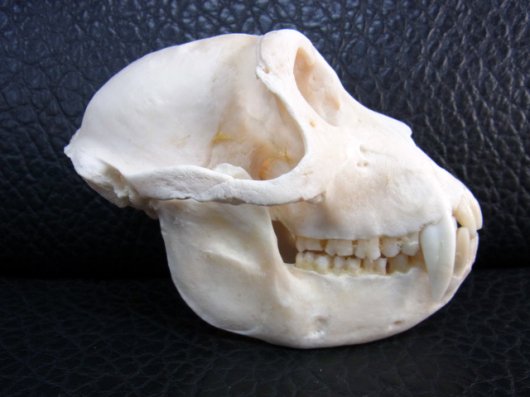 サルの頭骨 頭蓋骨 骨格標本 インドネシア 猿 skull スカル 骨 - 科学 ...