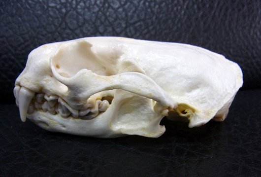 即納☆高品質☆カナダカワウソ (North American river otter) の頭骨