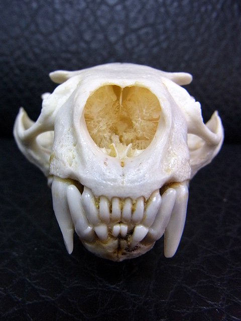 即納☆高品質☆カナダカワウソ (North American river otter) の頭骨