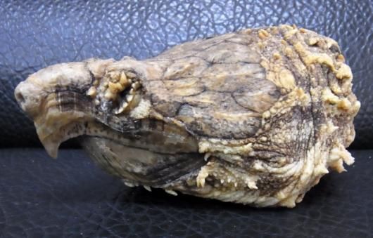 即納 高品質 ワニガメ頭部のプラスティネーション Plastination 標本 頭骨 骨格標本 剥製販売 Core Box 即納 高品質 ワニガメ頭部のプラスティネーション Plastination 標本 頭骨 骨格標本 剥製販売 Core Box