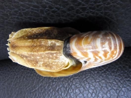 約18cm オウムガイ スライスカット標本 ティモール島産 オウムガイの化石 断面標本 | 商品一覧 | KASEKIYA