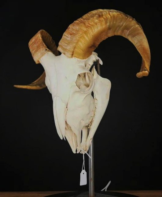 【 T様専用】 ヨーロッパヤギ　スカルホーン 専用ディスプレイスタンド - 頭骨・骨格標本・剥製販売　【Core-Box】