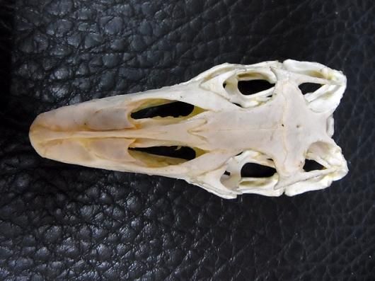 100％本物 即納☆お勧め！ミズオオトカゲの頭骨C - 頭骨・骨格標本・剥製 生き物・恐竜