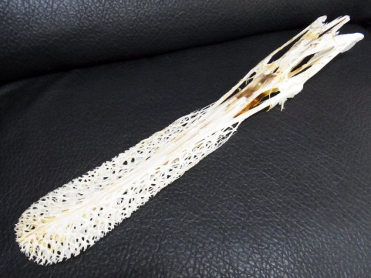 即納 レア ヘラチョウザメ American Paddlefish 頭骨 頭骨 骨格標本 剥製販売 Core Box