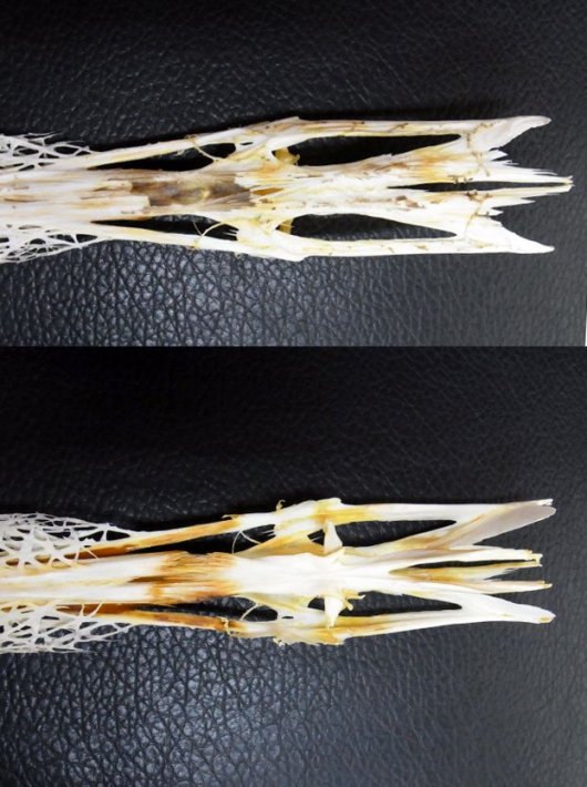 即納 レア ヘラチョウザメ American Paddlefish 頭骨 頭骨 骨格標本 剥製販売 Core Box