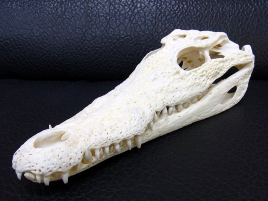 ワニ 頭骨 28cm 鰐・わに スカル 標本 SKULL - 科学、自然