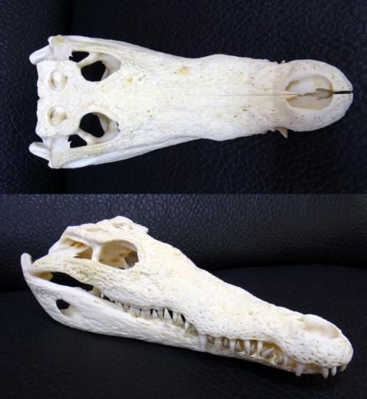 即納 貴重！☆ナイルワニ （Nile crocodile） の頭骨 ☆31.5cm