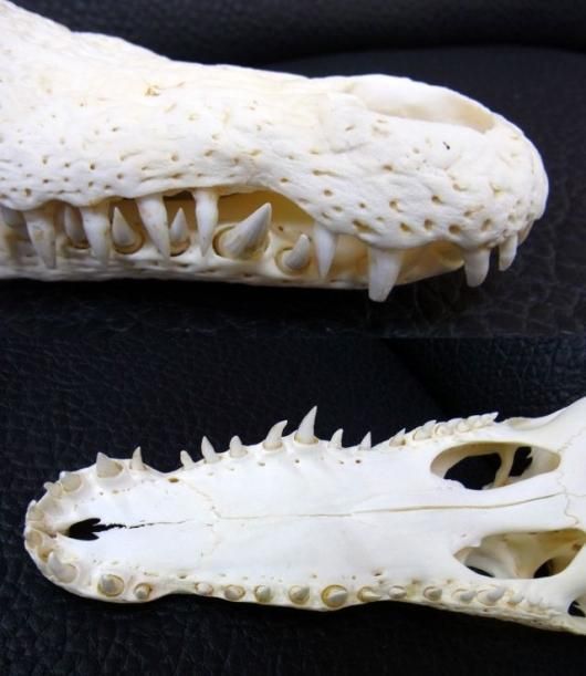 即納 貴重！☆ナイルワニ （Nile crocodile） の頭骨 ☆31.5cm