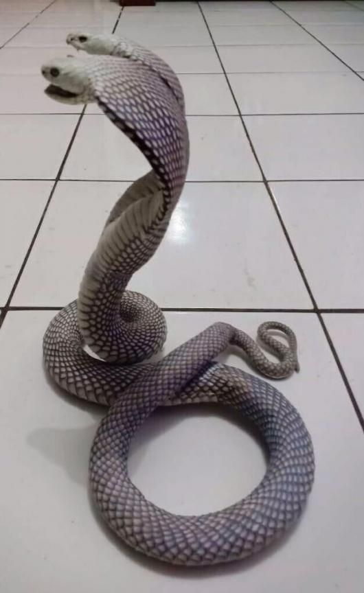 ☆コブラ 双頭（ダブルヘッド）の剥製☆置き式タイプ - 頭骨・骨格標本