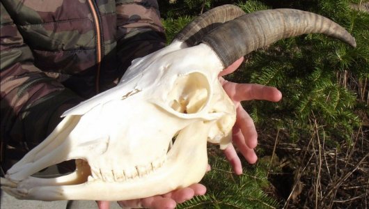ヨーロッパ　ヤギの頭骨B - 頭骨・骨格標本・剥製販売　【Core-Box】