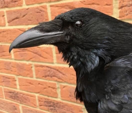 大熊氏作成品 烏の剥製 カラスの剥製 大熊氏作成品 烏の剥製 カラスの剥製