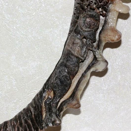 シベリアアイベックス 角 - 頭骨・骨格標本・剥製販売 【Core-Box】