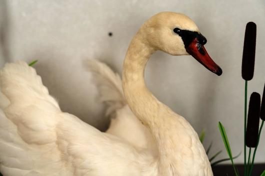 白鳥 剥製 - 頭骨・骨格標本・剥製販売 【Core-Box】 白鳥 剥製 - 頭骨・骨格標本・剥製販売 【Core-Box】