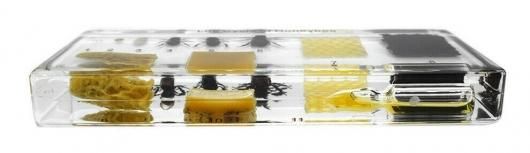 ミツバチの標本 715EjksRTCL._UF350,350_QL50_.jpg