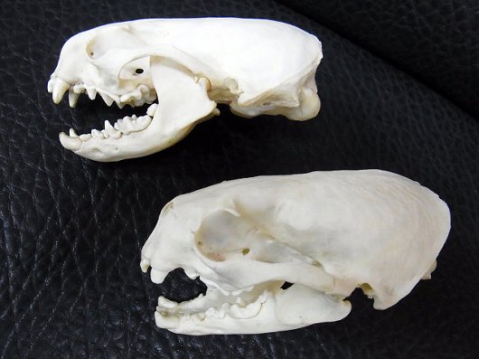 即納☆B級品☆カナダカワウソ (North American river otter) の頭骨
