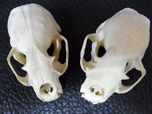 即納☆B級品☆カナダカワウソ (North American river otter) の頭骨