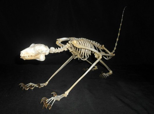 ☆即納☆ マレーヒヨケザル Sunda Flying Lemur 全身骨格標本 - 頭骨 