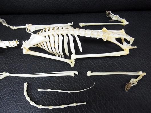 ☆即納☆ マレーヒヨケザル Sunda Flying Lemur 全身骨格標本 - 頭骨