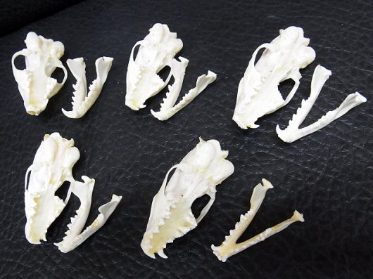 即納☆再入荷☆ ジャワマングースの頭骨 - 頭骨・骨格標本・剥製販売