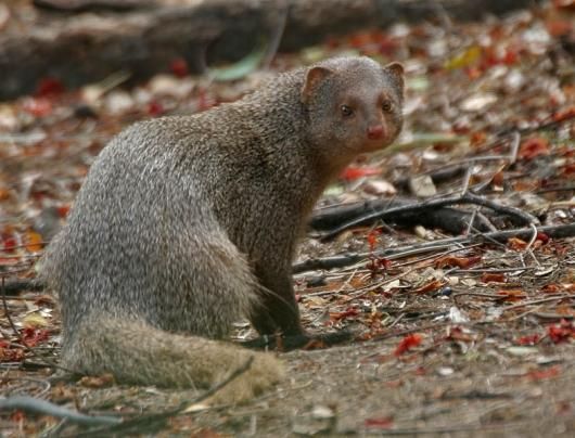 即納☆ ジャワマングース（Javan mongoose）頭骨 - 頭骨・骨格