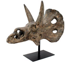 トリケラトプス 恐竜 頭骨 ﾚﾌﾟﾘｶ B - 頭骨・骨格標本・剥製販売　【Core-Box】