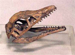始祖鳥 恐竜 頭骨 レプリカ - 頭骨・骨格標本・剥製販売　【Core-Box】