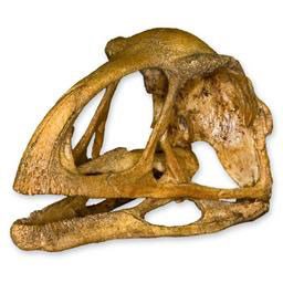 アヴィミムス 恐竜 頭骨 レプリカ 頭骨 骨格標本 剥製販売 Core Box