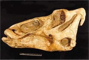 エドモントサウルス・アネクテンス 恐竜 頭骨 レプリカ - 頭骨・骨格