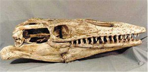 モササウルス 恐竜 頭骨 レプリカ 頭骨 骨格標本 剥製販売 Core Box