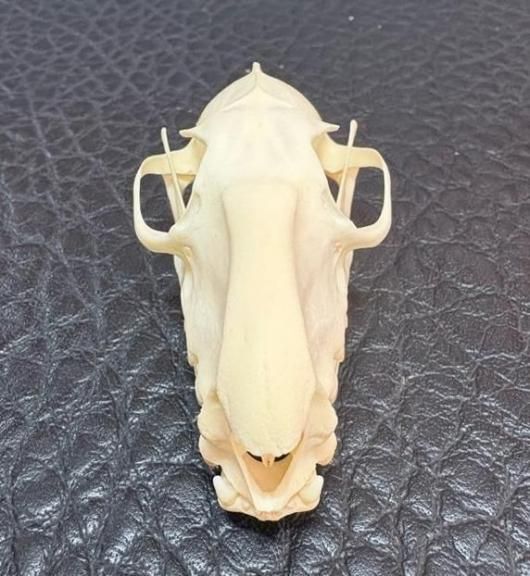 即納 高品質 珍獣 ウマヅラコウモリ オス の頭骨 頭骨 骨格標本 剥製販売 Core Box 即納 高品質 珍獣 ウマヅラコウモリ オス の頭骨 頭骨 骨格標本 剥製販売 Core Box