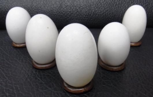 即納！シャムワニの卵殻 - 頭骨・骨格標本・剥製販売 【Core-Box】