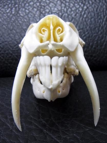 ☆即納☆レア！キバノロ （オス）頭骨 - 頭骨・骨格標本・剥製販売