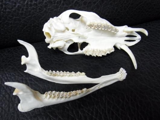☆即納☆レア！キバノロ （オス）頭骨 - 頭骨・骨格標本・剥製販売