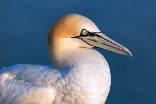 ☆即納☆程度良好！☆シロカツオドリ Gannet 頭骨☆ - 頭骨・骨格標本