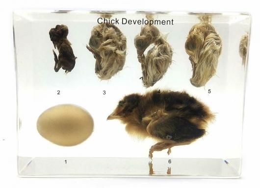 ヒヨコの成長過程 アクリル封入標本 - 頭骨・骨格標本・剥製販売 ヒヨコの成長過程 アクリル封入標本 - 頭骨・骨格標本・剥製販売