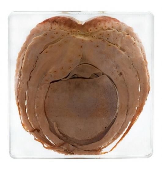 アクリル画　タコ タコ アクリル封入標本 - 頭骨・骨格標本・剥製販売 【Core-Box】