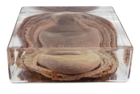 アクリル画　タコ タコグッズ、アート – tacotaco8