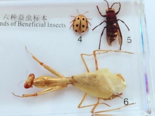 6種類の昆虫 アクリル封入標本 - 頭骨・骨格標本・剥製販売